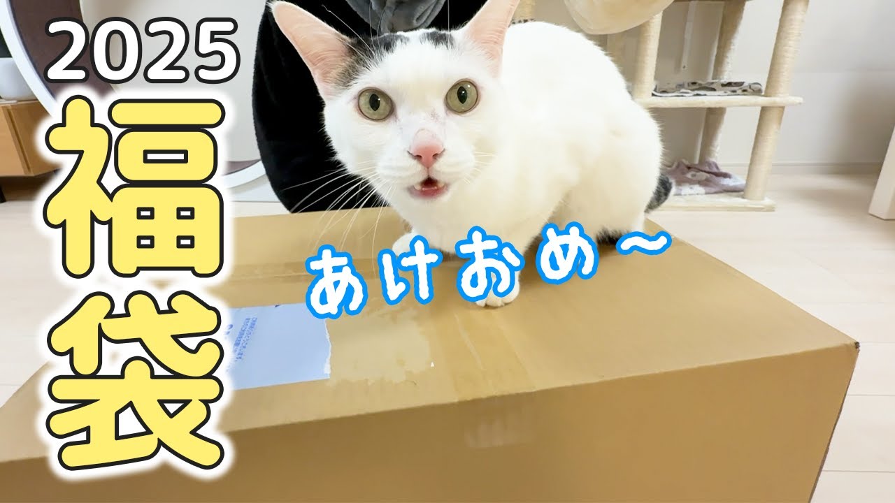 2025年！猫用福袋開封します！！