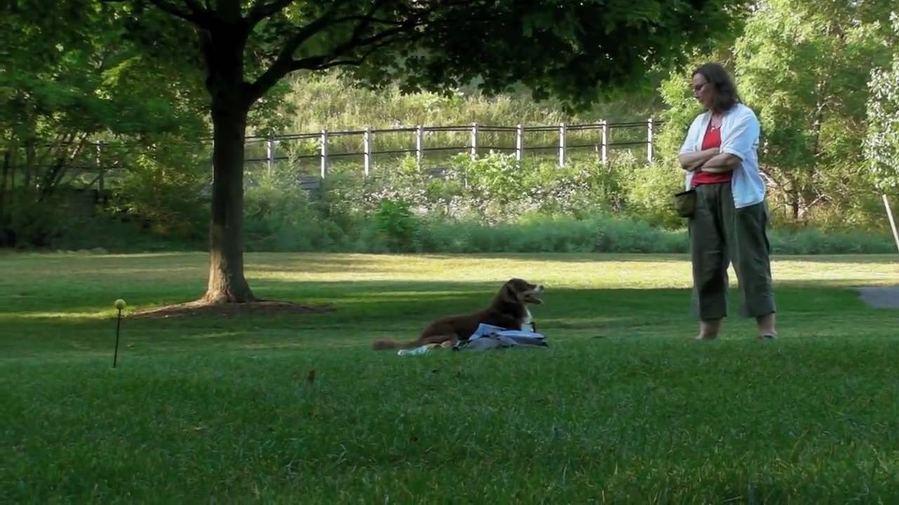 Canine Interaction July 06th