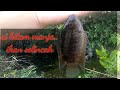 Seru nya Mancing ikan selincah di kanal kebun sawit