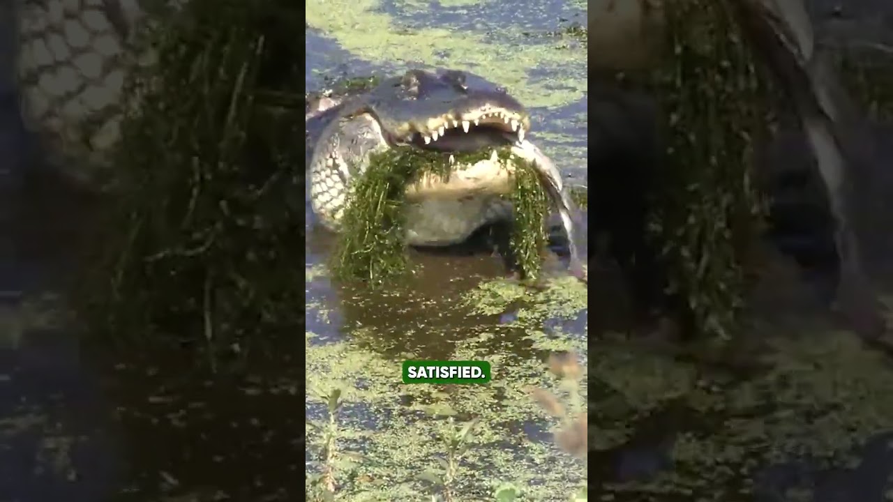 American Alligator Predation Frenzy| How Florida’s Wetlands Turn Into a Survival Battlefield