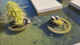 Turtle Ponds at The Collection Riverpark