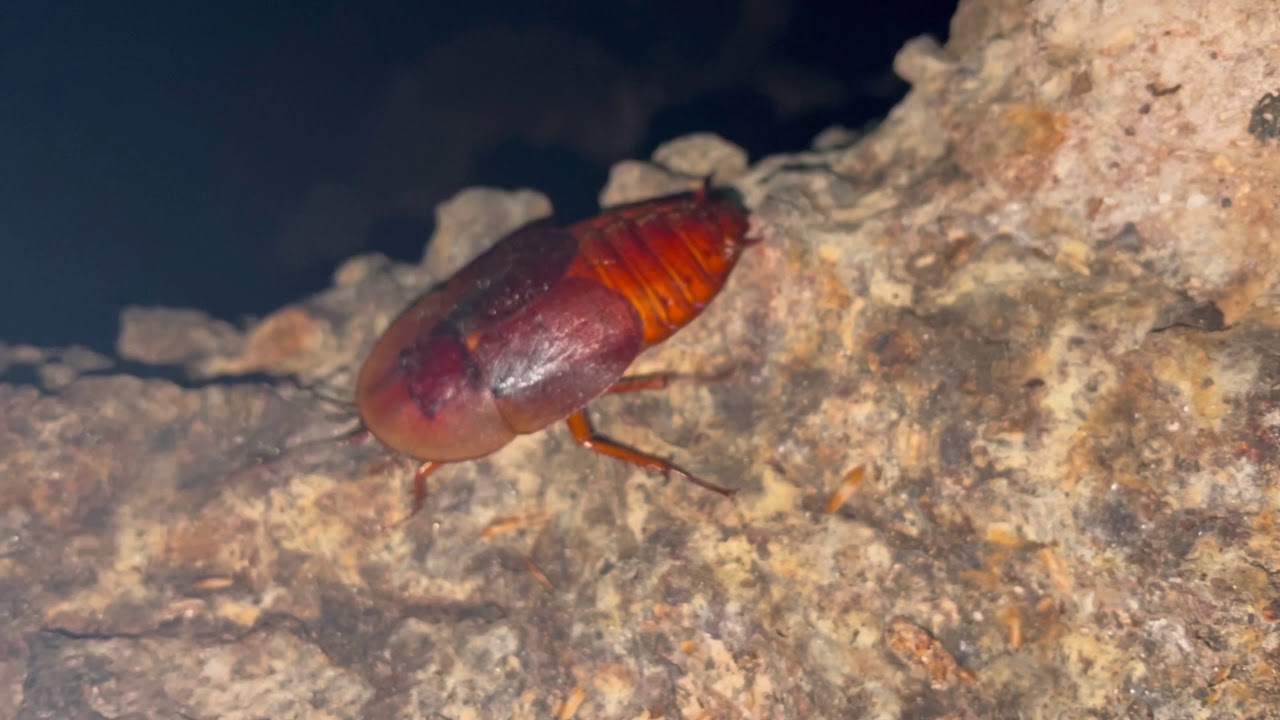 Cucaracha Gigante De Puerto Rico (Aspiduchus cavernicola) - YouTube