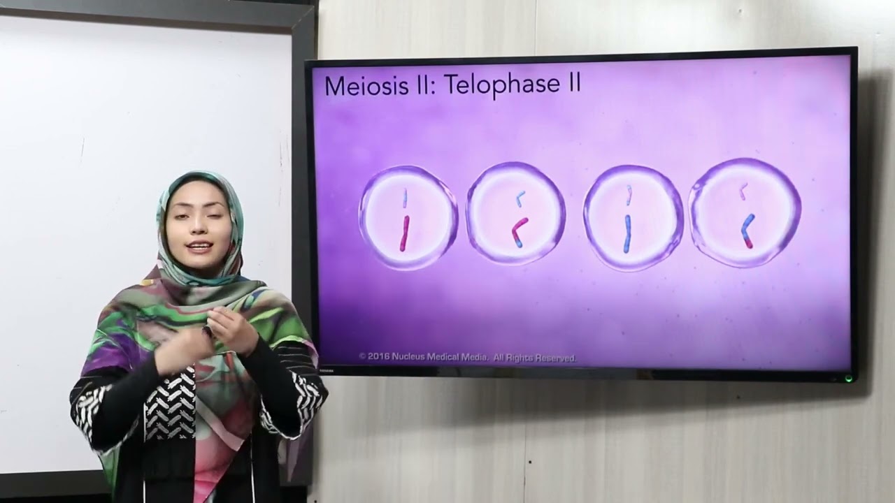 35.صنف یازدهم-مضمون بیولوژی-میوسیس اولی، میوسیس دوم،  اهمیت عملیه میوسیس، تفاوت ها