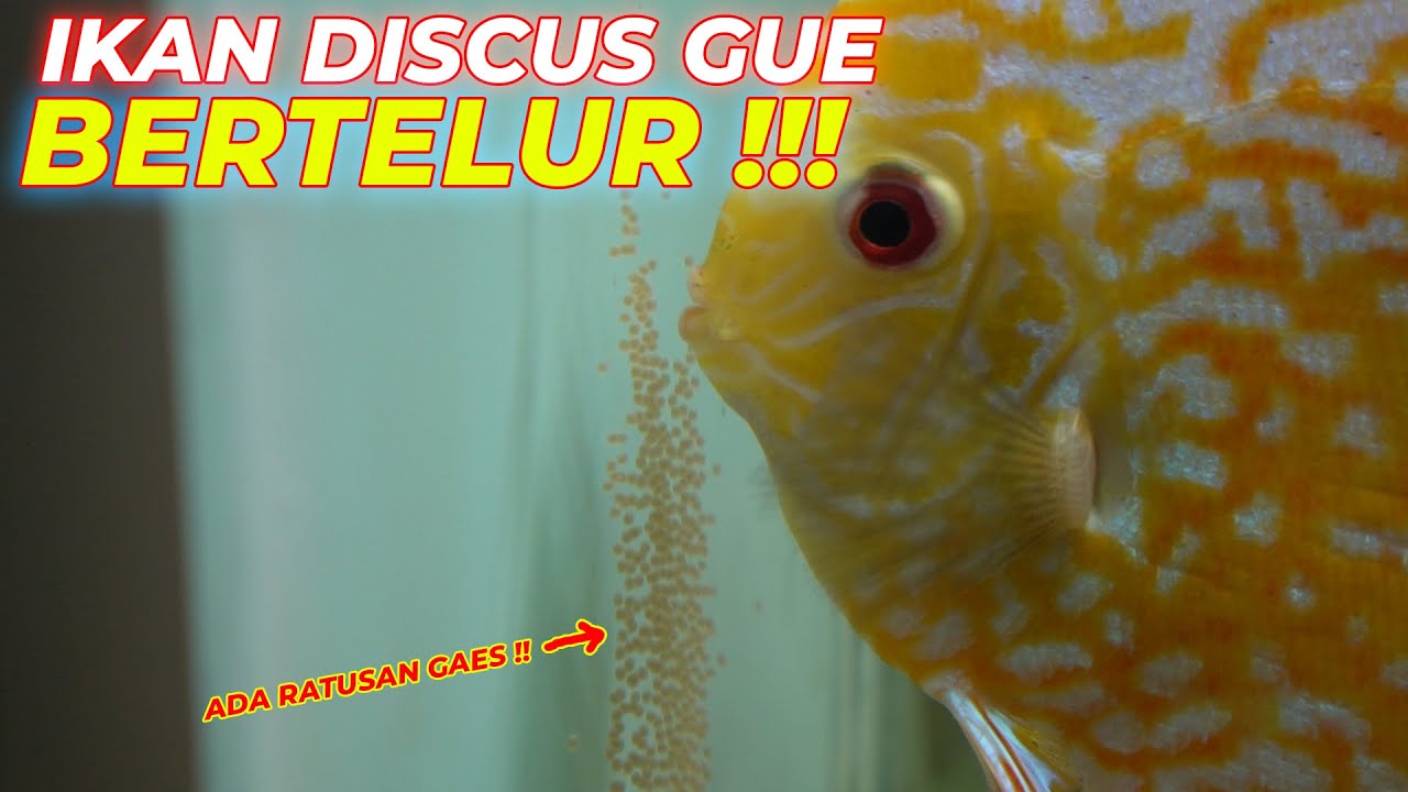 #EPS01 DISCUS BERTELUR | KAGET !! TIBA2 DISCUS GUE BERTELUR !! ADUH GIMANA NIH..