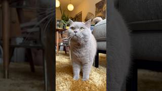Kijk eens hoe ontzettend lief ik ben 😻#shorts #short #cat #cats #britishshorthair #katze #cutecat