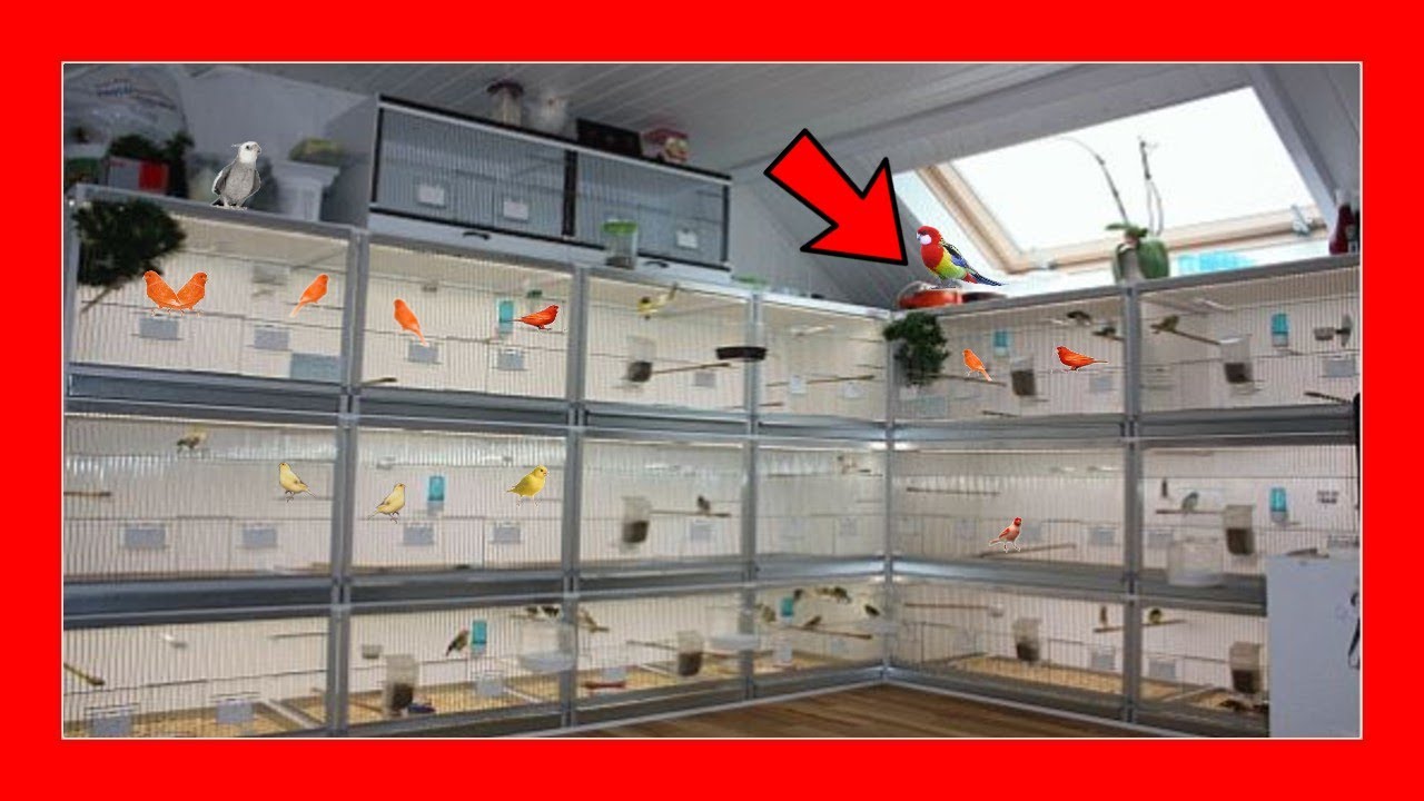 🐦 Лучший вольер в мире 🌎 Как сделать вольер для канареек, попугаев, щеглов ...