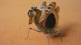 Majestic Giant Dead Leaf Mantis flying and warning (Deroplatys dessicata) [Inferion7]