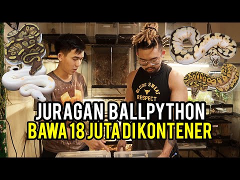 bikin-ngiler!!!-baby-ballpython-hampir-19-juta!!!-/-bahas-morph-ballpython-unik!!!
