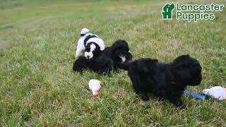 Cute Mini Bernedoodle Puppies
