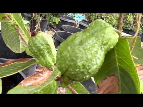 Video Giống ổi nào Giònngọtngon&đẹp mọi người ơi trồng ngay... - youtube