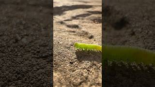 When you just can’t stop 🐛