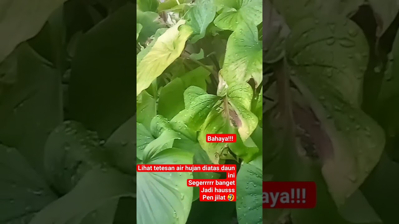 Berbahaya... tetesan air buat halu pen jilat 🤣#nature #relaxing #birds #suarapagi #birdslover