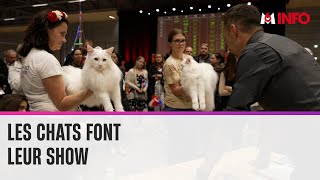 Le concours du plus beau chat du monde