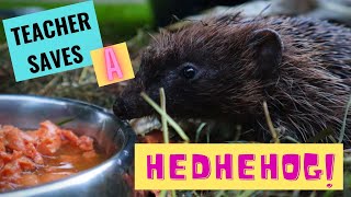 Saving A Hedgehogs Life Living Things Learning Made Fun