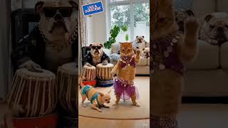 डांस क्लब😻🤣#funny #entertaininganimals #trending #comedy #animals #explore