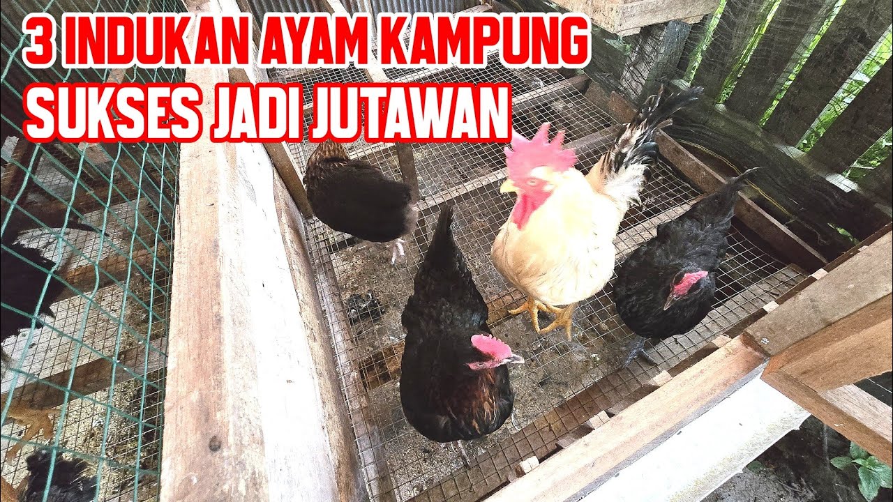 WAJIB KLIK ‼️ SUKSES TERNAK AYAM KAMPUNG MODAL 3 INDUKAN DENGAN CARA MUDAH 💯%