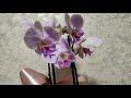 Как купить хорошую орхидею.Как выбрать в магазине. Подарок в день рождения ОРХИДЕЯ!!!!!