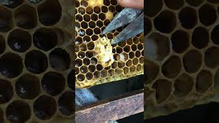 Queen Cell Removal and Hive Management 🍯 #shorts