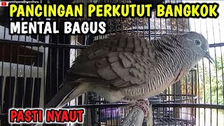 Pancingan Perkutut Bangkok Juara Sekali Dengar Pasti Nyaut