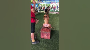 Cách huấn luyện chó malinois béc Bỉ bằng thức ăn