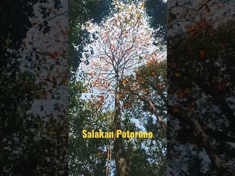 Salakan Potorono