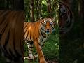 ai animal short video tiger walk in of forests youtbeshort video uplode