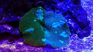 Remove the Blue in your Reef Aquarium Photos Using free APP Snapseed the picture edit aplication screenshot 4