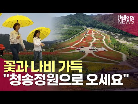 [알고보면 '대유잼' 경북 북부② - 청송] 4만 2천 평 청송정원에 양귀비 가득, 들여다볼수록 재미있는 송소고택ㅣ#헬로tv뉴스