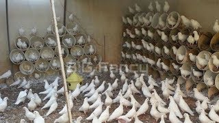 Amazing BEST and BIGGEST pigeon breed loft | fancy pigeon farms.