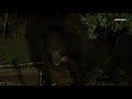Large black bear spotted looking for food in Arcadia, California.