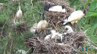 African Sacred Ibis Rookery