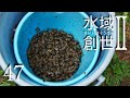 タニシ250匹投入！　アオミドロ対策　水域創世Ⅱ- 47【4K】