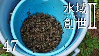 タニシ250匹投入！　アオミドロ対策　水域創世Ⅱ- 47【4K】