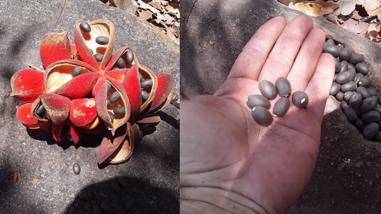 xixá comida de sobrevivência da caatinga, xixá semente comestivel da caatinga (Sterculia apetala)