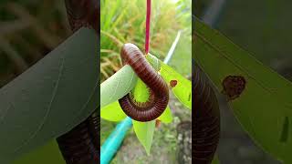red Milipede curls up on the leaf #giantmilipede #milipedes #millipede