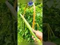 #primitiveskills #engineering #bamboo