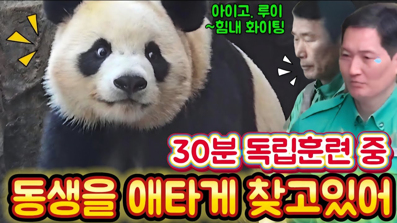 에버랜드 판다월드 💢 3월8일 세상에나 고작해야 30분 떨어졌는데 언니가 동생을 애타게 찾고있어요 안쓰러워 