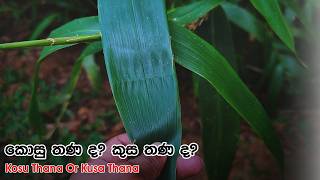 කොසු තණ, කුස තණ වුනාද? Broom grass & Kusa grass Sinhala