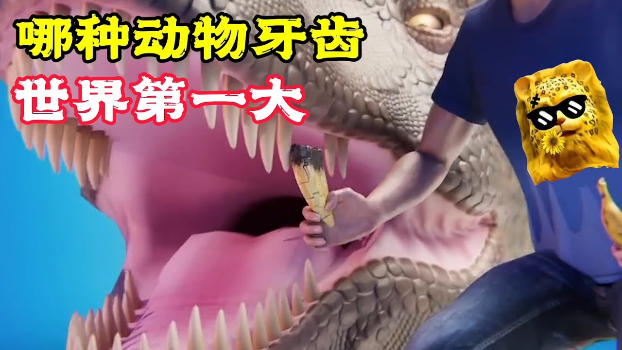 最大的牙齒，長在哪裡你知道嗎？看完是我草率了！科普動畫《最大的牙齒》。科普，電影，短片，成精，解說，搞笑，動畫，動作，喜劇，獵奇，奇幻，腦洞，科幻，超能力，short film