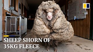 Sheep shorn of 35kg fleece after being rescued in Australia