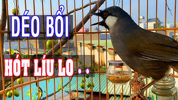 🔴Khướu Hót GIỌNG HAY- NHIỀU GIỌNG.giọng rừng kích khướu bổi luyện khướu bổi hót căng lửa.khuou