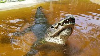Giant 800 lb Alligator Sings