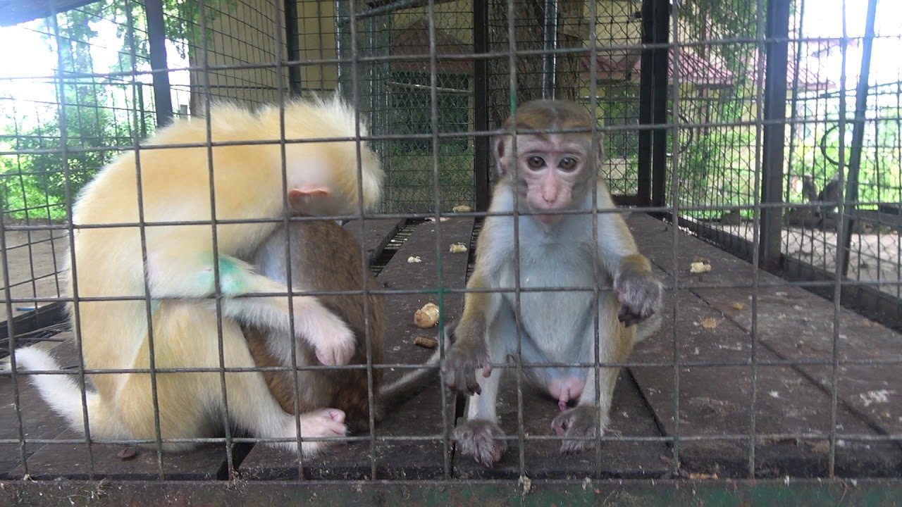 rare albino monkey adopts monkey cubs of another mother YouTube