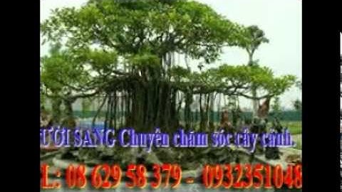 [[[0932351048.]] dịch vụ cắt cỏ, trồng cây xanh sân vườn quận thủ đức.tphcm