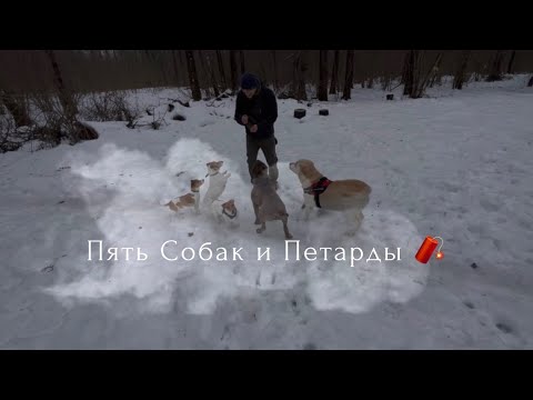 Пять Собак и Петарды 🧨 - YouTube