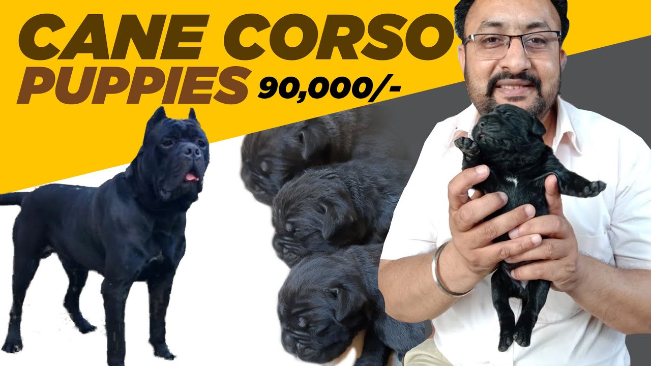 roman cane corso puppies for sale