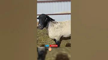 Реальный вес баранов Суффолк!