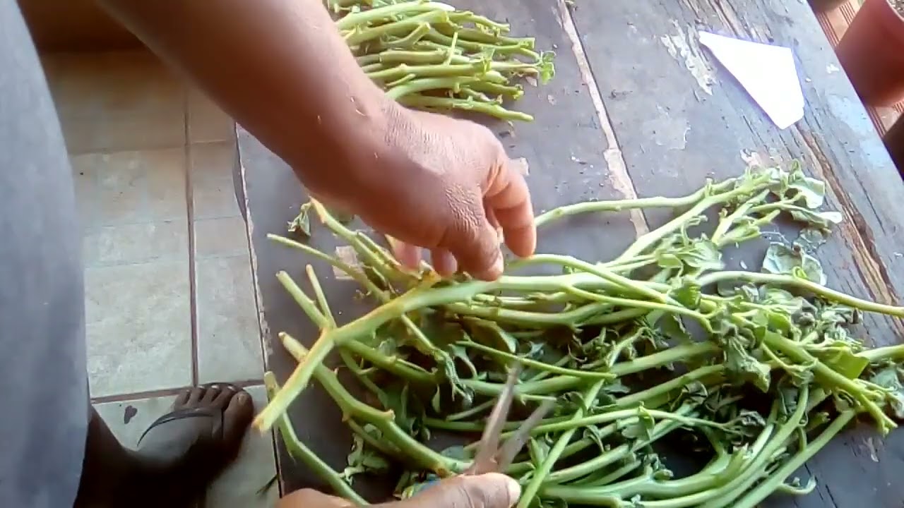 Plantando Espinafre através da rama