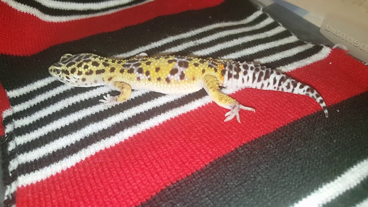 Freddy, our leopard gecko having a seizure YouTube