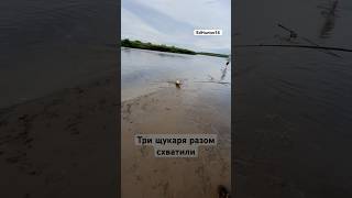 #edhunter14 #рыбалка #природа #рыба #wildlife #щука #fishing #озеро #pike #охота